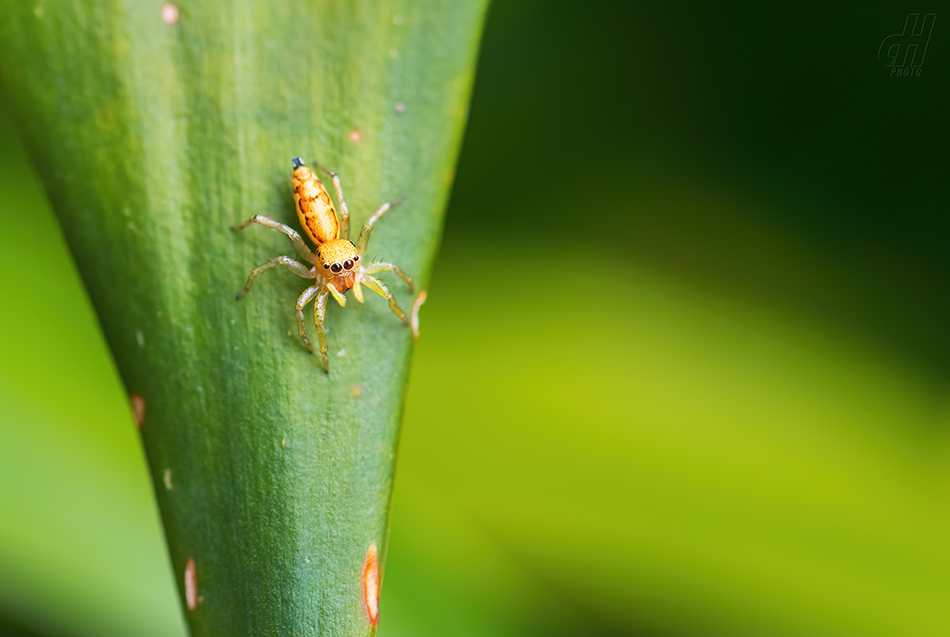 Cosmophasis lami