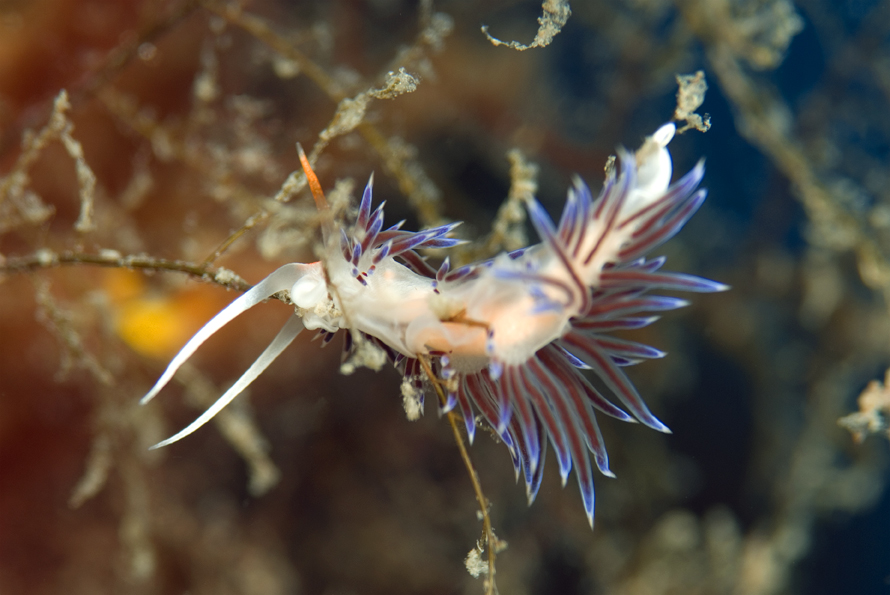 Cratena peregrina