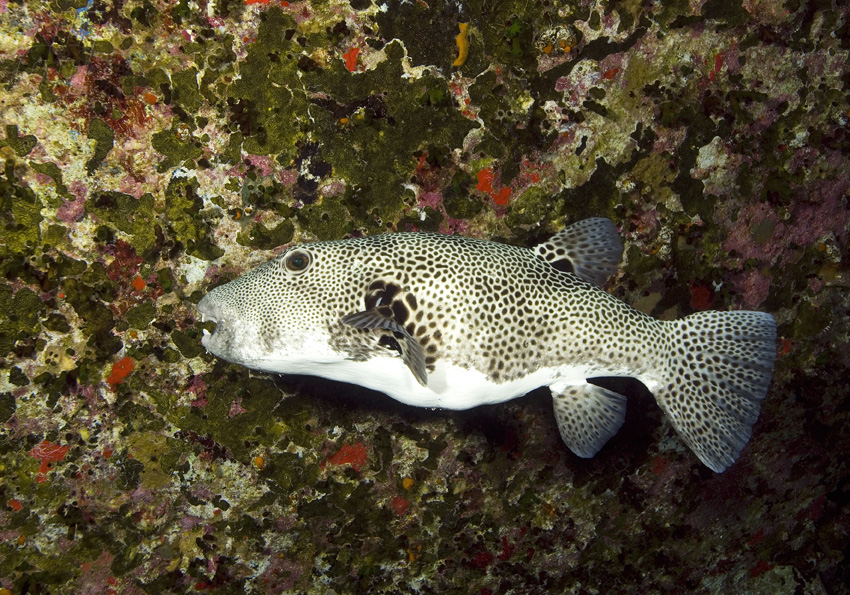 čtverzubec hvězdnatý - Arothron stellatus