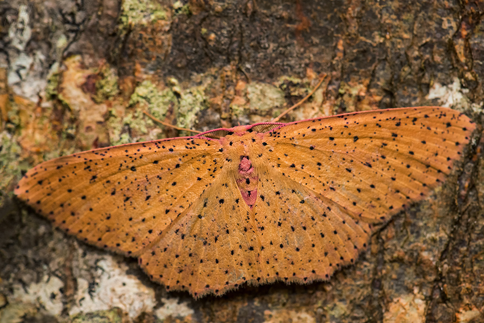 Cyclophora warreni