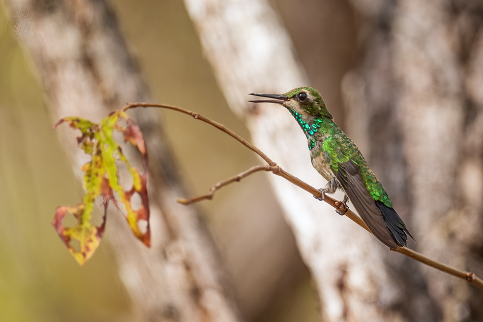 Cynanthus canivetii