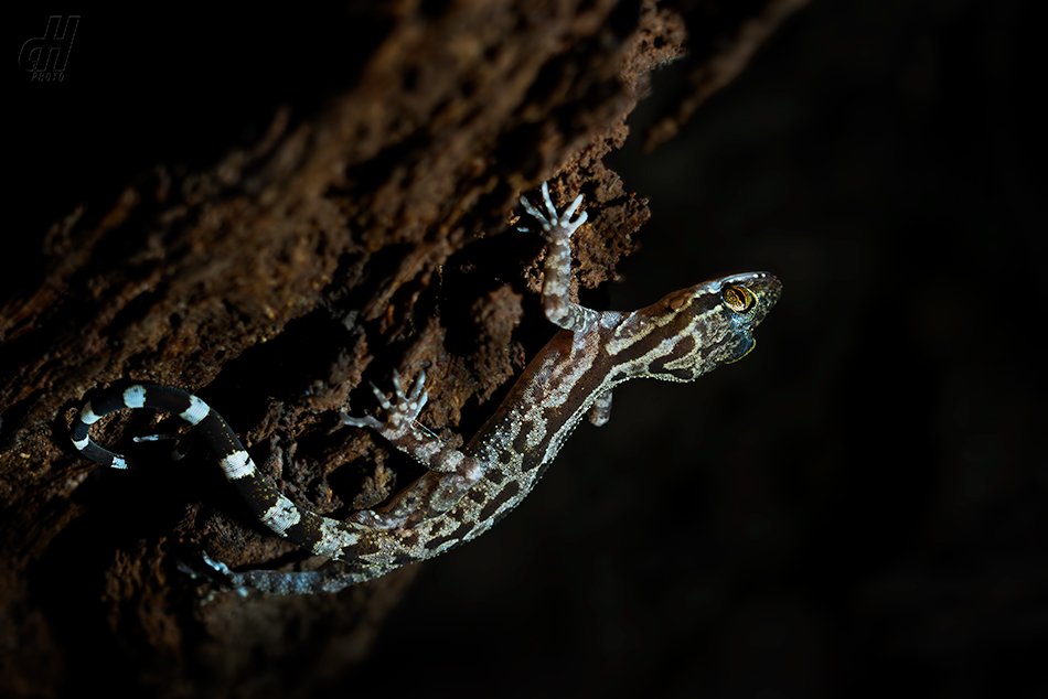 Cyrtodactylus pubisulcus