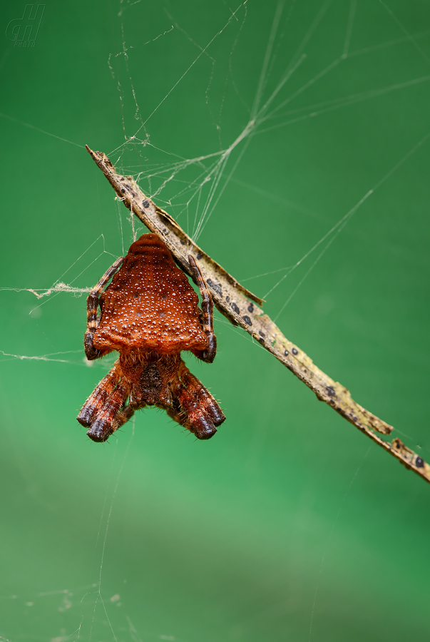 Cyrtophora unicolor