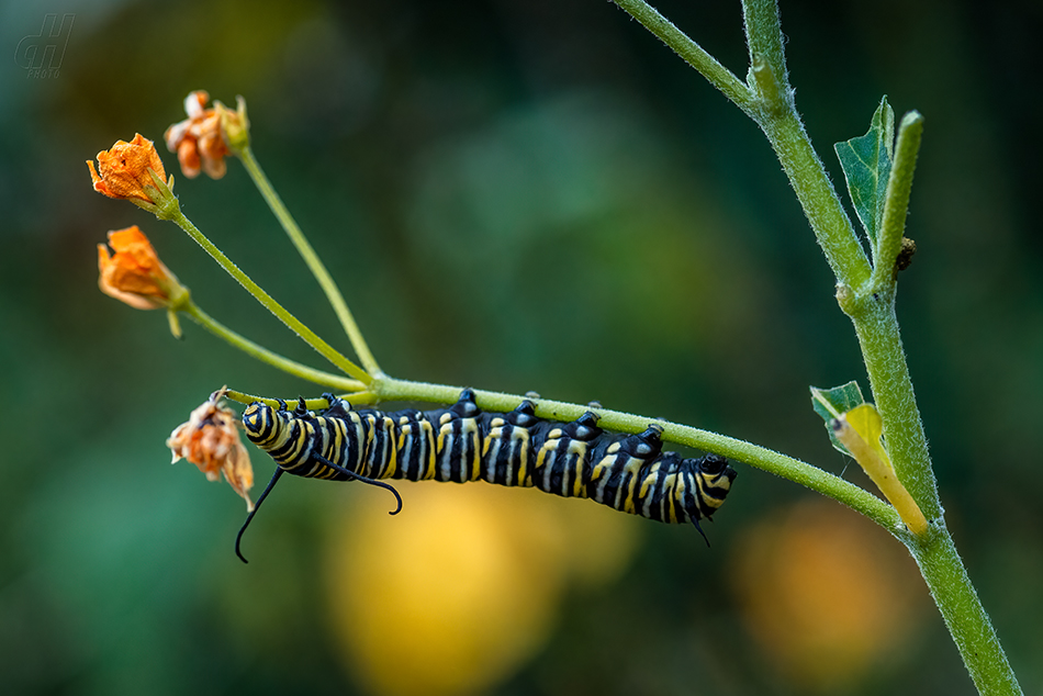 danaus stěhovavý - Danaus plexippus