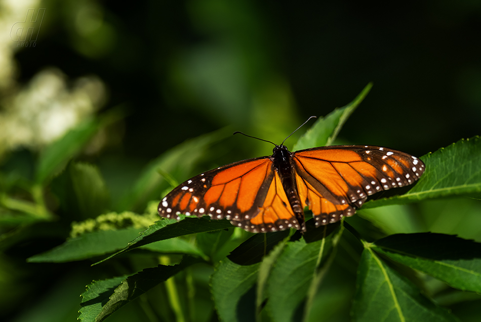 danaus stěhovavý - Danaus plexippus