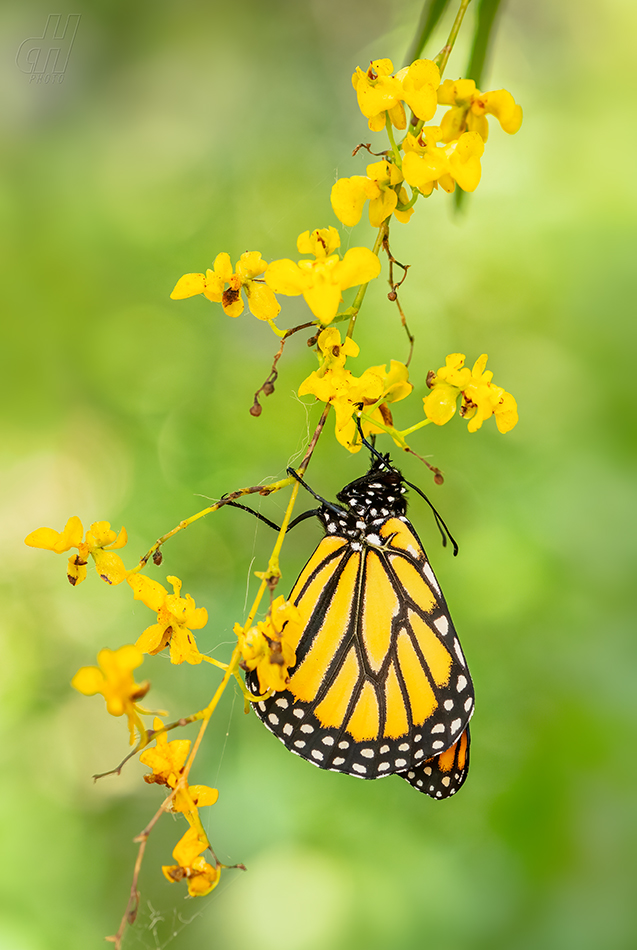 danaus stěhovavý - Danaus plexippus