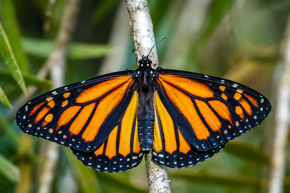 danaus stěhovavý - Danaus plexippus