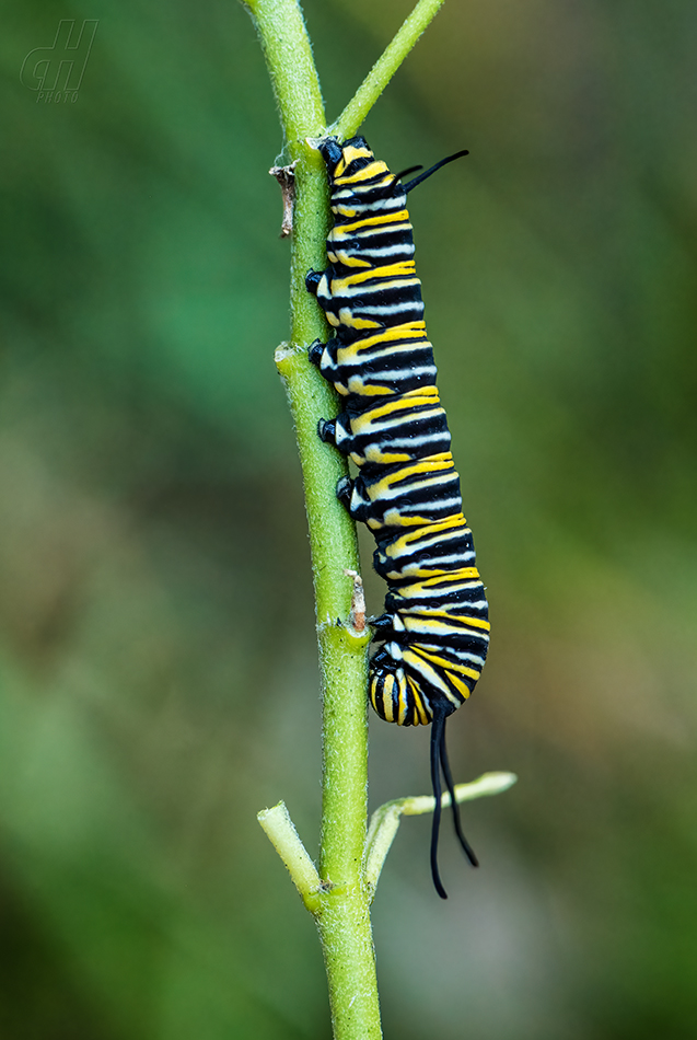 danaus stěhovavý - Danaus plexippus