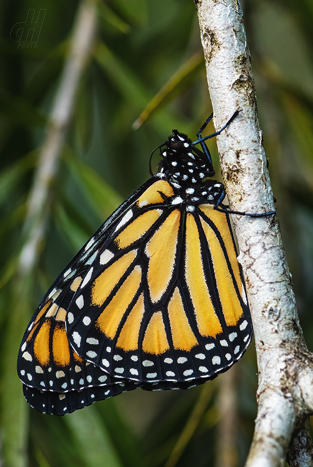 danaus stěhovavý - Danaus plexippus