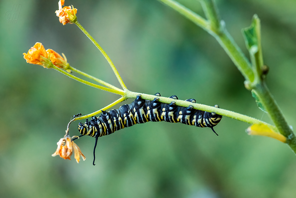 danaus stěhovavý - Danaus plexippus