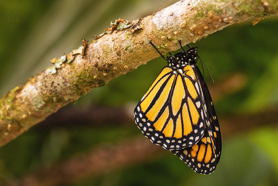 danaus stěhovavý - Danaus plexippus