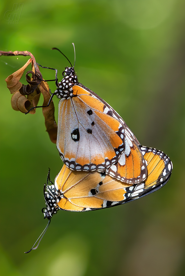 danaus východní - Danaus chrysippus