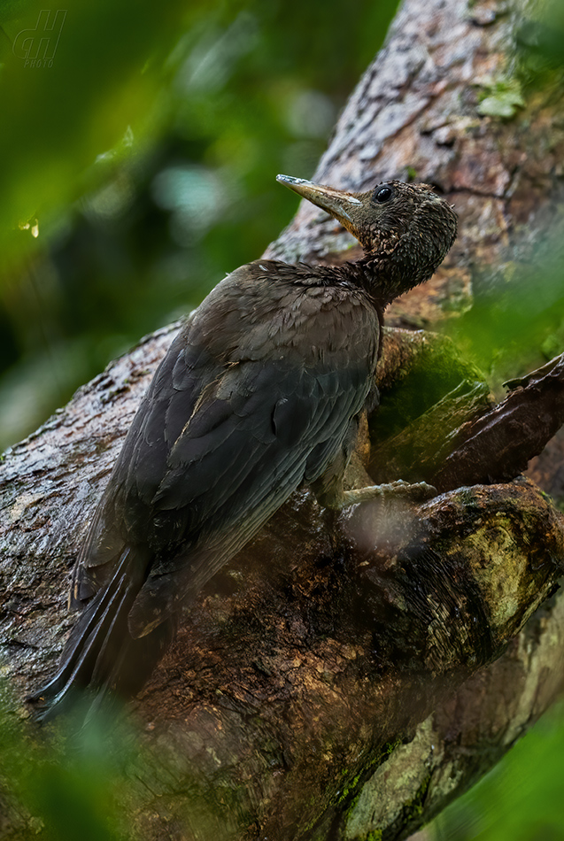 datel břidlicový - Mulleripicus pulverulentus