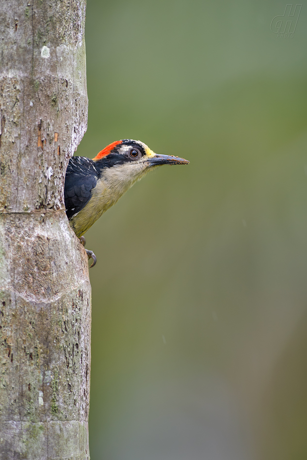 datel černolící - Melanerpes pucherani