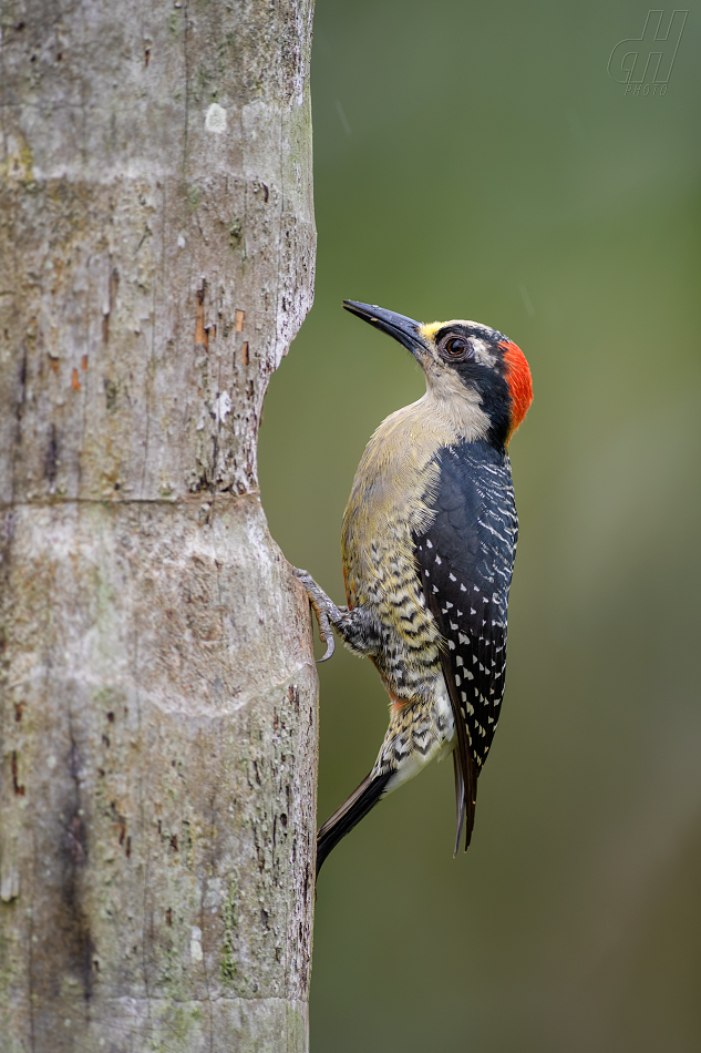 datel černolící - Melanerpes pucherani