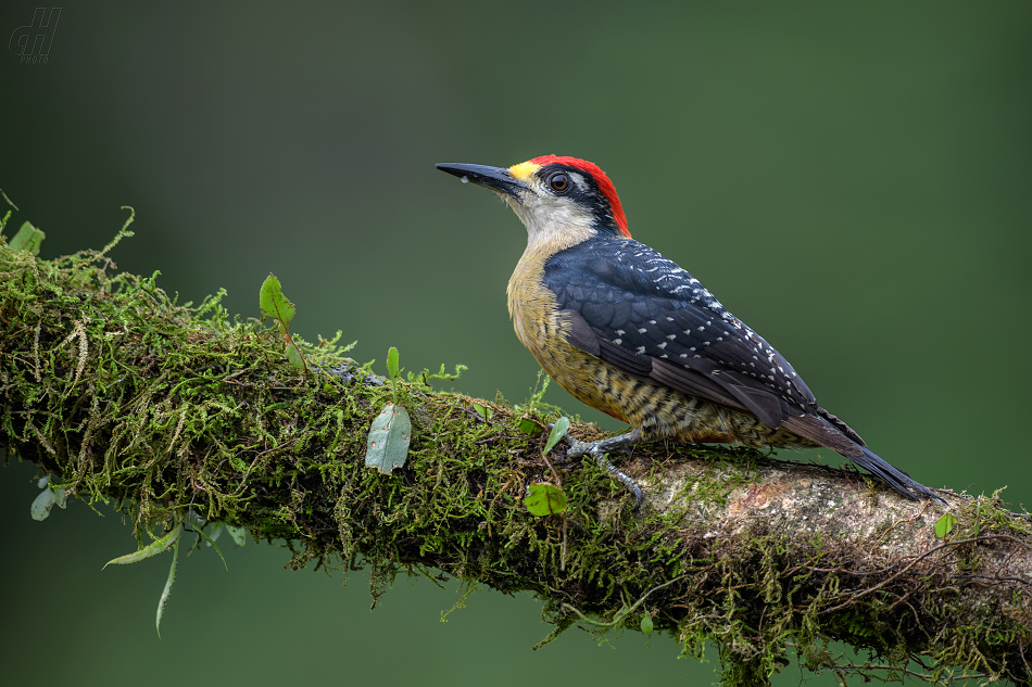 datel černolící - Melanerpes pucherani