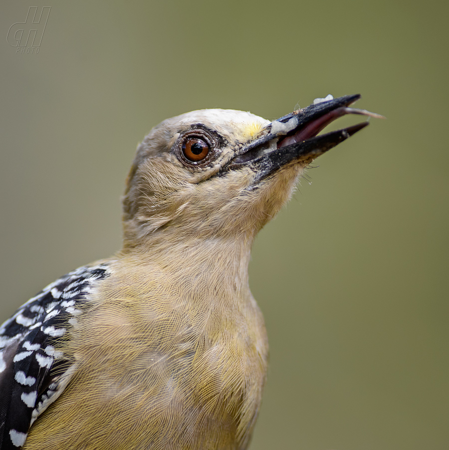 datel Hoffmannův - Melanerpes hoffmannii