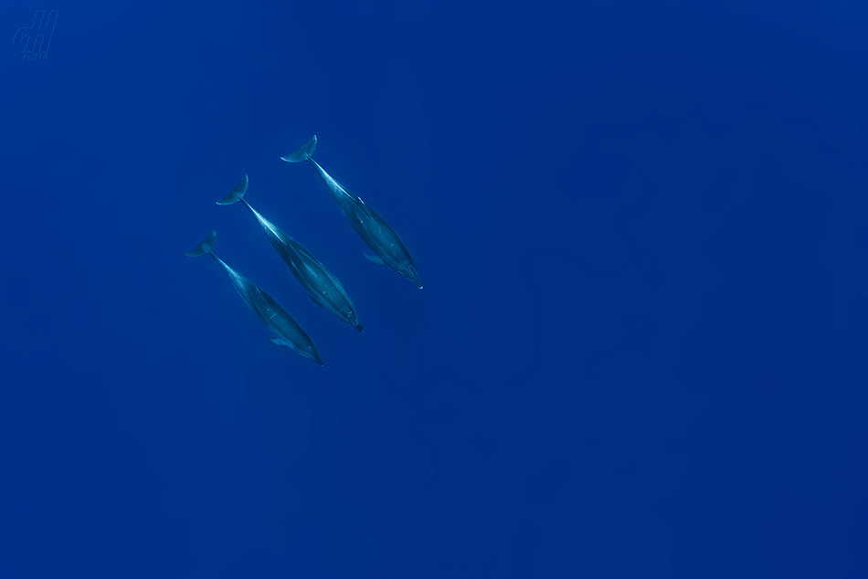 delfín skákavý - Tursiops truncatus