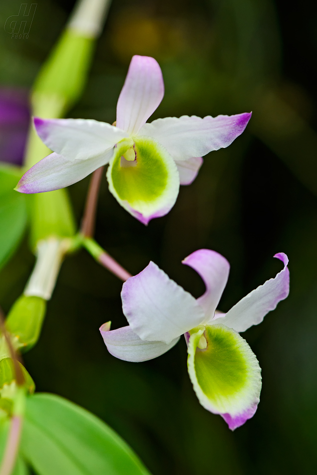 Dendrobium findlayanum