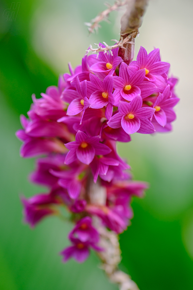 Dendrobium goldschmidtianum