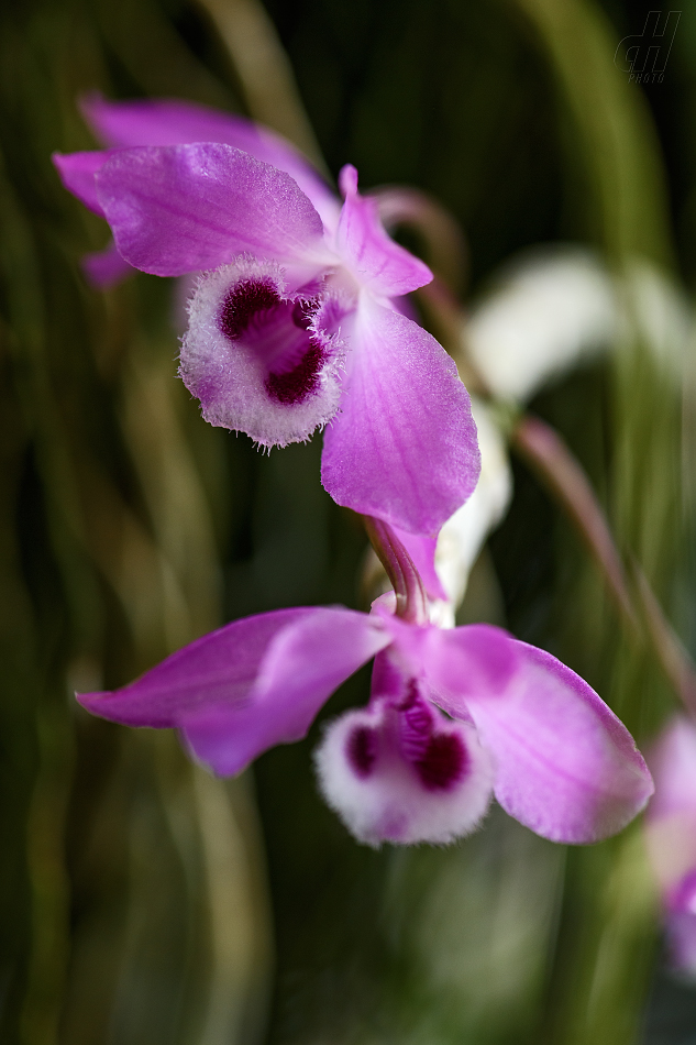 Dendrobium parishii