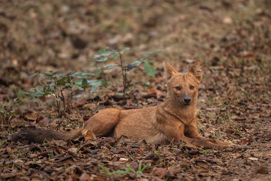 dhoul - Cuon alpinus