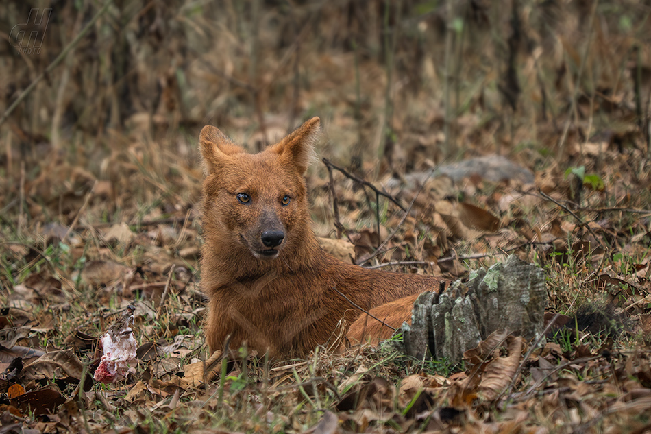 dhoul - Cuon alpinus