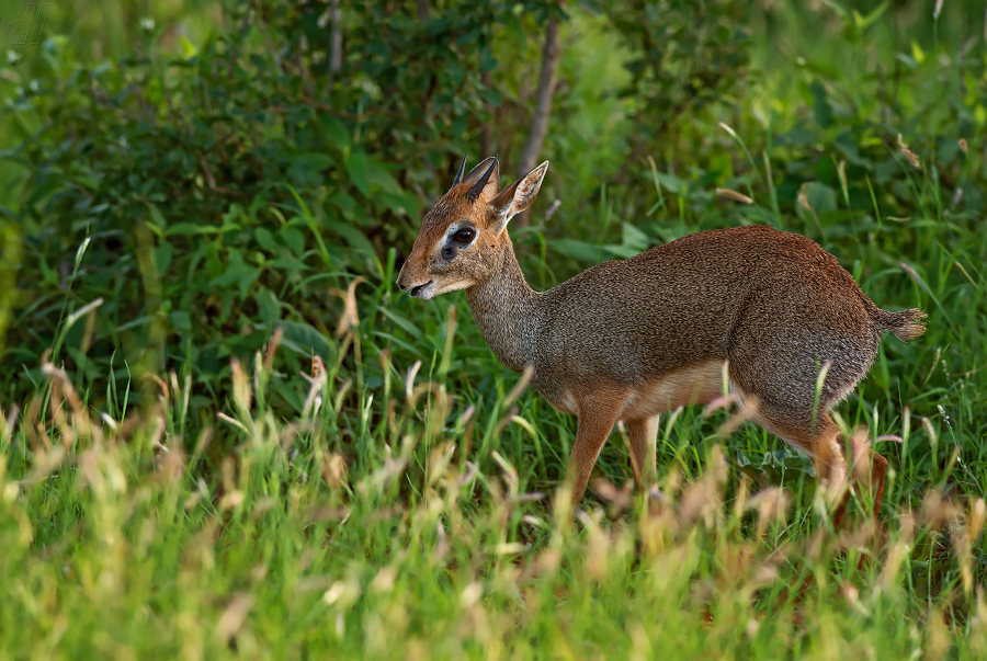 dikdik Kirkův - Madoqua kirkii