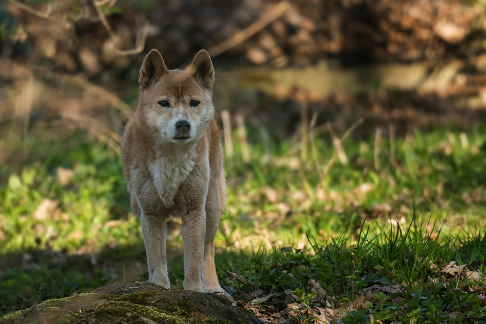 dingo pralesní - Canis lupus hallstromi