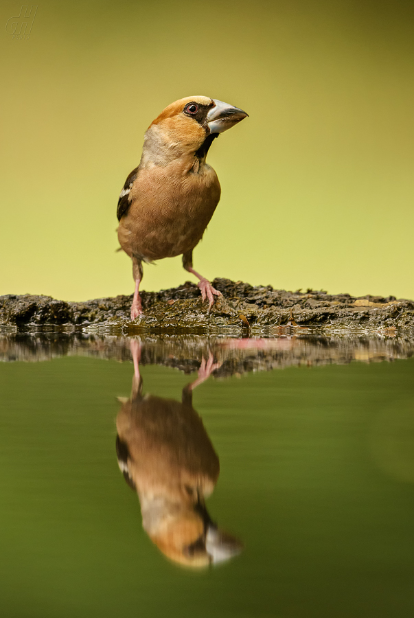 dlask tlustozobý - Coccothraustes coccothraustes