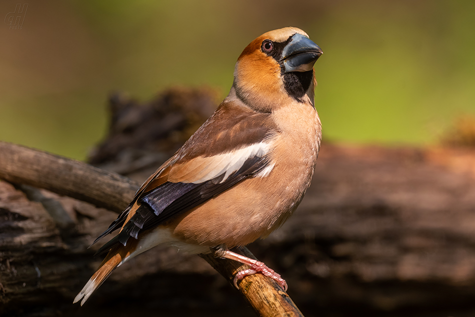 dlask tlustozobý - Coccothraustes coccothraustes