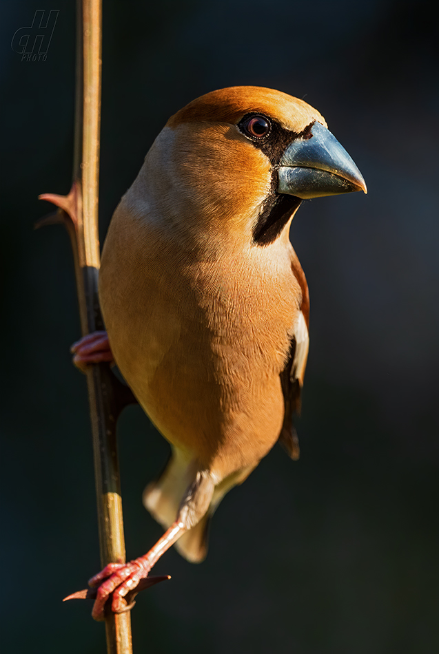 dlask tlustozobý - Coccothraustes coccothraustes