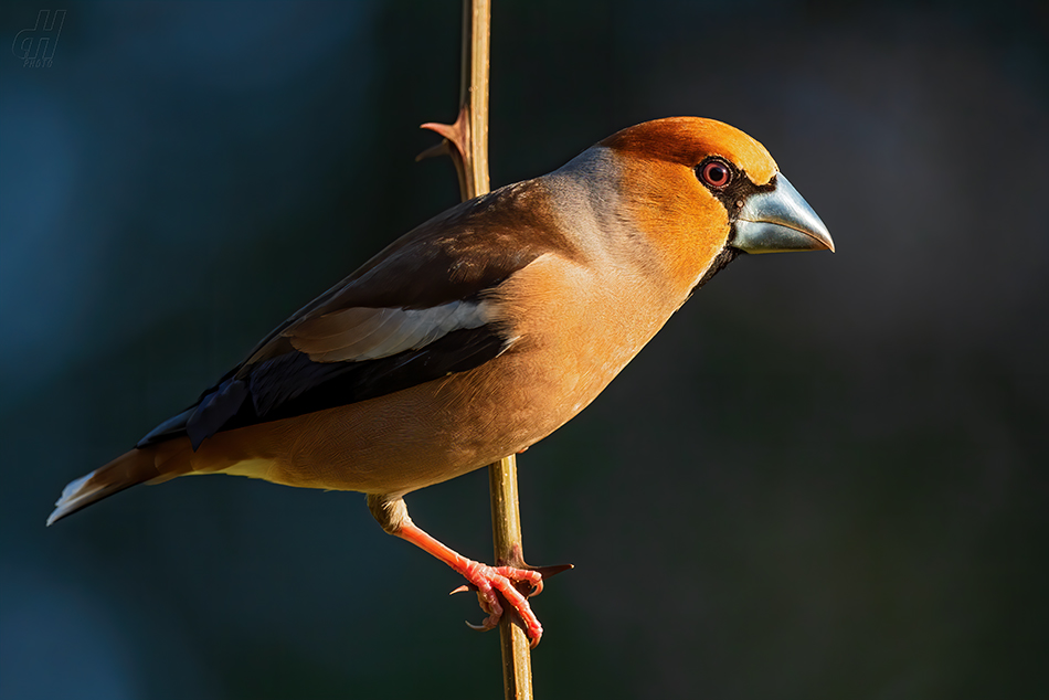 dlask tlustozobý - Coccothraustes coccothraustes