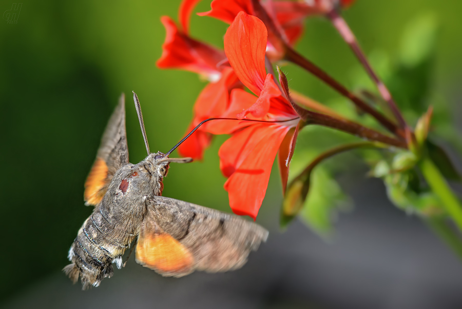 dlouhozobka svízelová - Macroglossum stellatarum