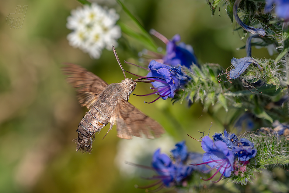 dlouhozobka svízelová - Macroglossum stellatarum