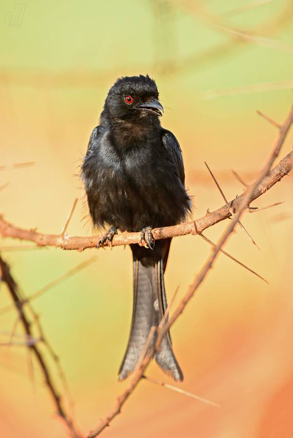 drongo africký - Dicrurus adsimilis