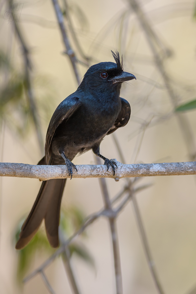 drongo chocholatý - Dicrurus forficatus