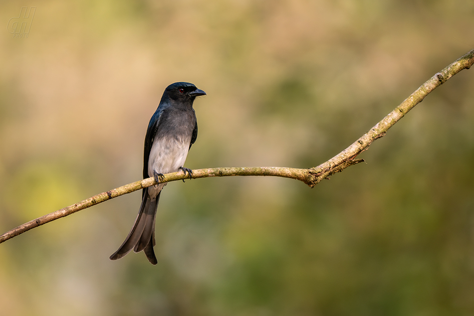 drongo šedobřichý - Dicrurus caerulescens