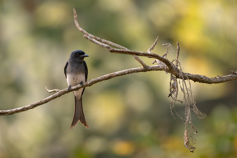 drongo šedobřichý - Dicrurus caerulescens