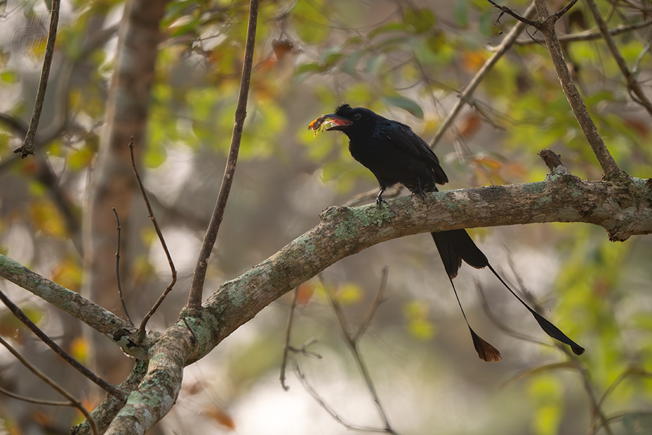 drongo vlajkový - Dicrurus paradiseus