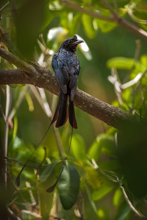 drongo vlajkový - Dicrurus paradiseus