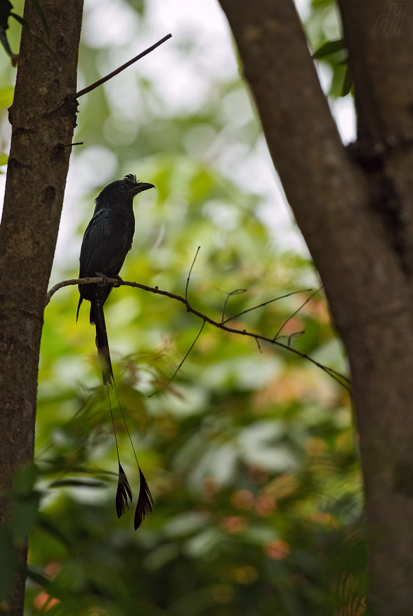 drongo vlajkový - Dicrurus paradiseus