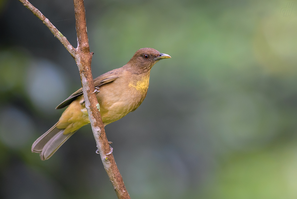 drozd hnědý - Turdus grayi