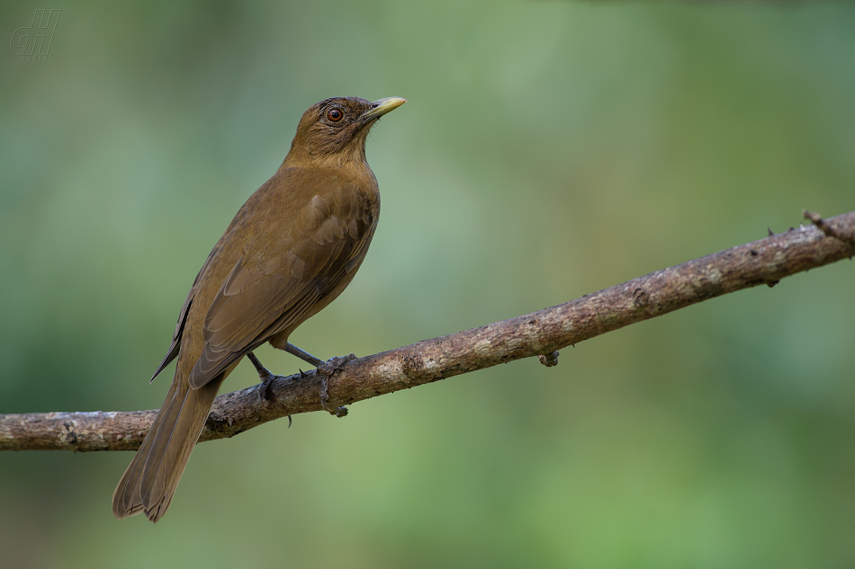 drozd hnědý - Turdus grayi