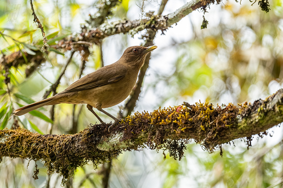 drozd hnědý - Turdus grayi