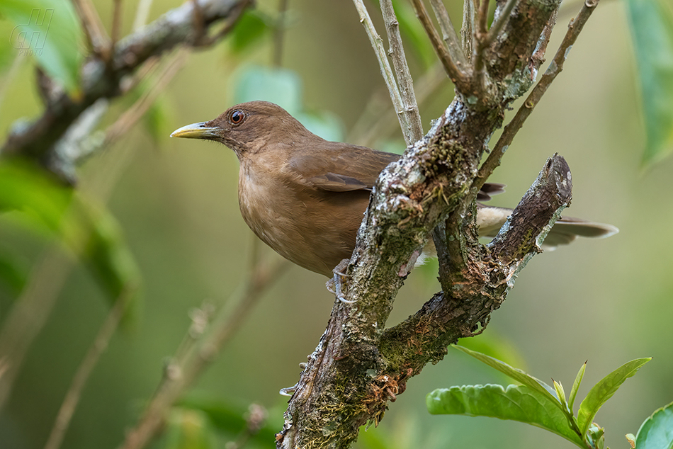 drozd hnědý - Turdus grayi