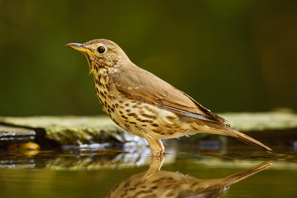 drozd zpěvný - Turdus philomelos