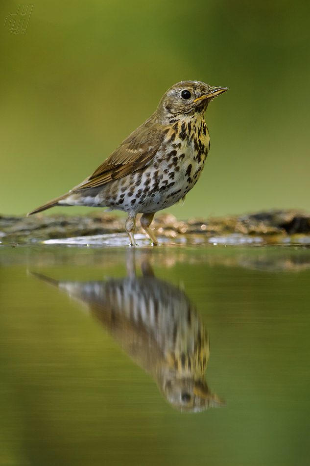 drozd zpěvný - Turdus philomelos