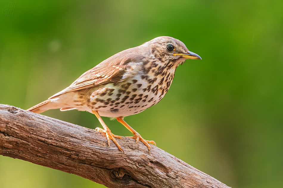 drozd zpěvný - Turdus philomelos