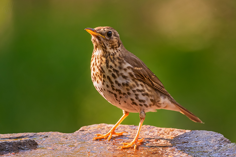 drozd zpěvný - Turdus philomelos